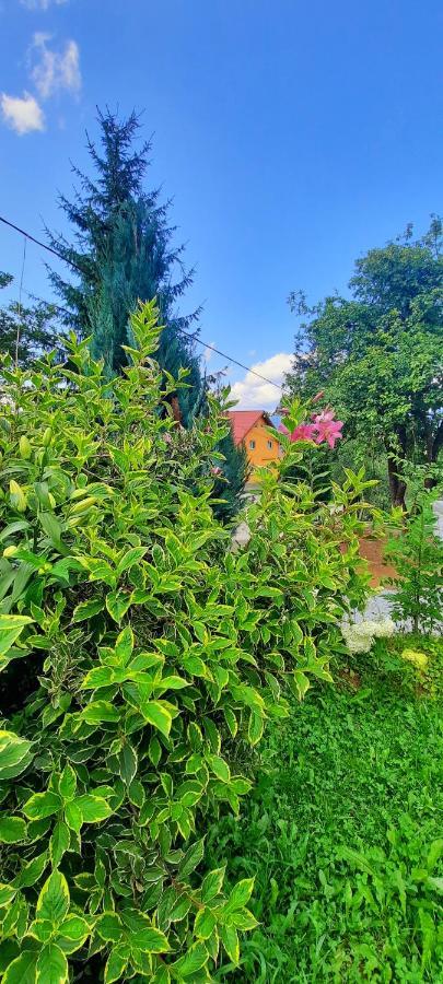 Casa Andreea Si Grigore Ursu Borşa 外观 照片